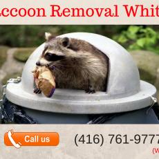 Raccoon Removal Whitby